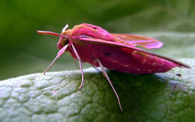 Обои картинки фото животные, бабочки