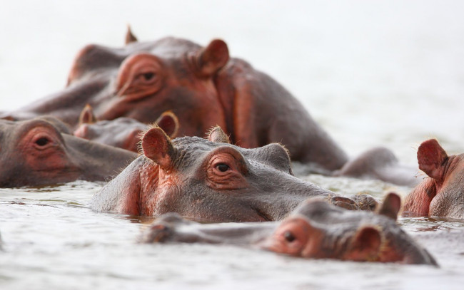Обои картинки фото животные, бегемоты