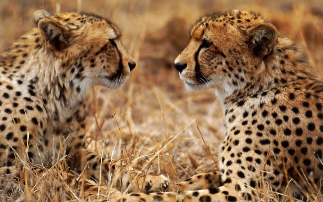 Обои картинки фото животные, гепарды