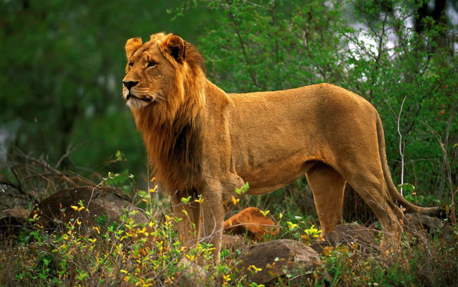 Обои картинки фото животные, львы