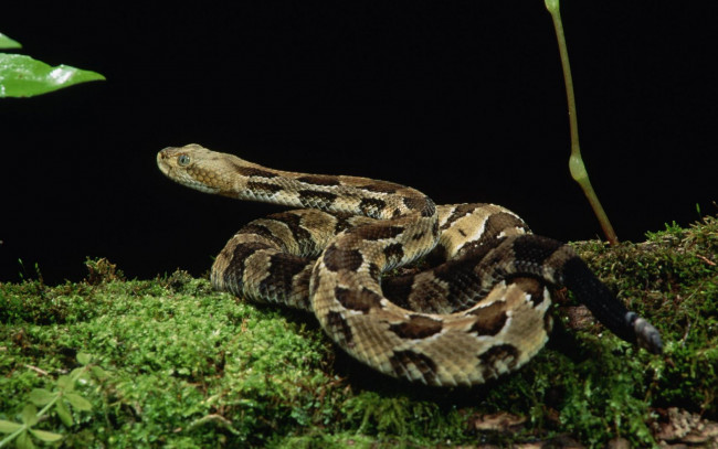 Обои картинки фото животные, змеи, питоны, кобры