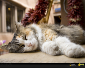 Картинка животные коты