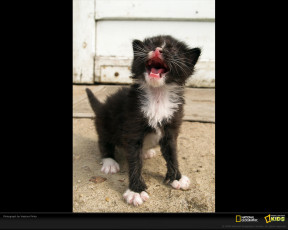 Картинка животные коты