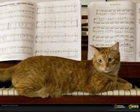 Картинка животные коты