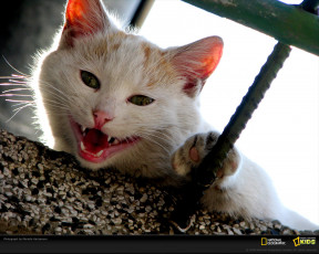 Картинка животные коты