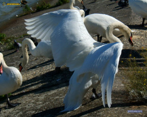 Картинка животные лебеди