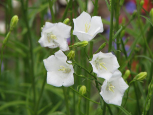 Картинка цветы колокольчики