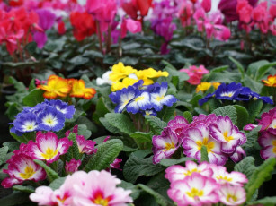 Картинка цветы примулы примула