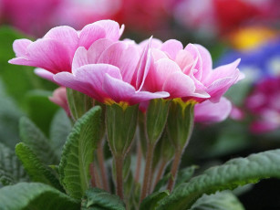 Картинка цветы примулы примула