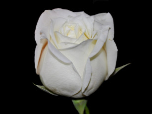 Картинка цветы розы