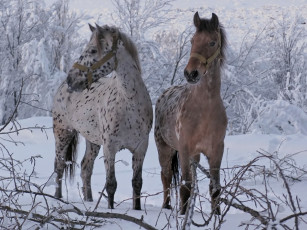 Картинка животные лошади