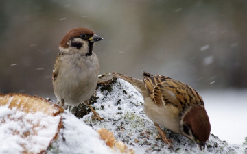 Картинка животные воробьи