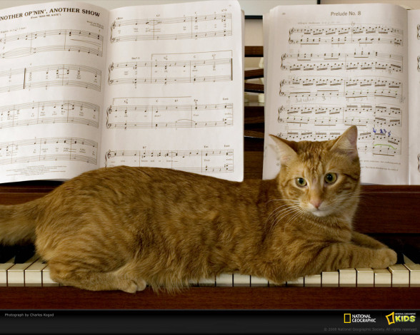 Обои картинки фото животные, коты