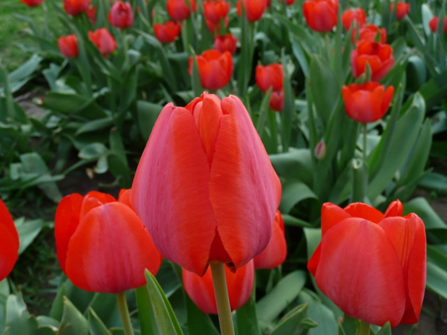 Обои картинки фото цветы, тюльпаны