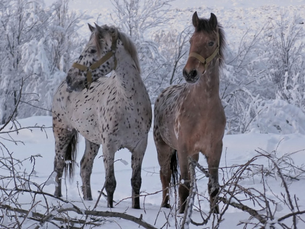 Обои картинки фото животные, лошади
