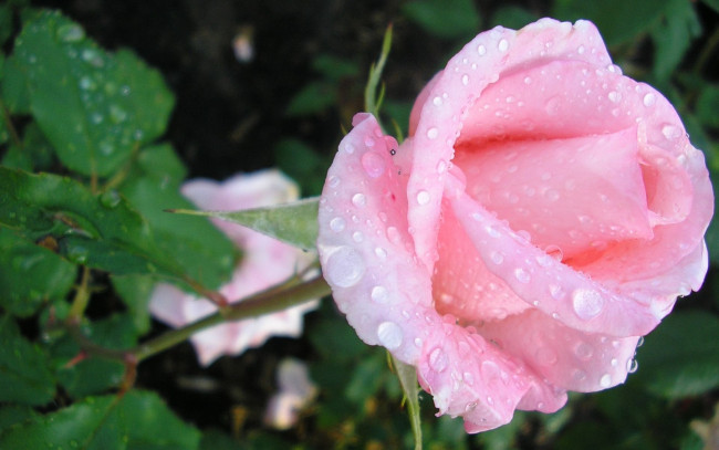 Обои картинки фото цветы, розы