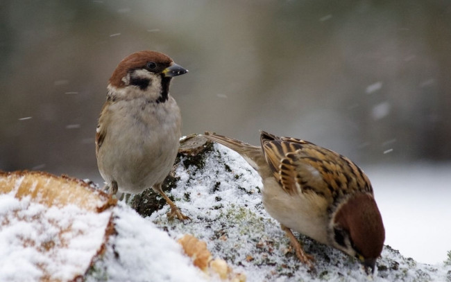 Обои картинки фото животные, воробьи