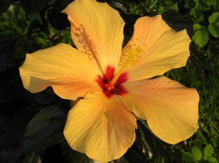 Картинка цветы гибискусы желтый