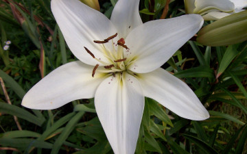 Картинка цветы лилии лилейники белый