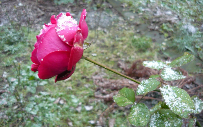 Обои картинки фото цветы, розы, цветок, зелень, снег