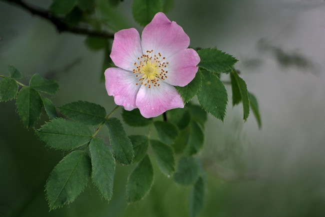 Обои картинки фото цветы, шиповник, один