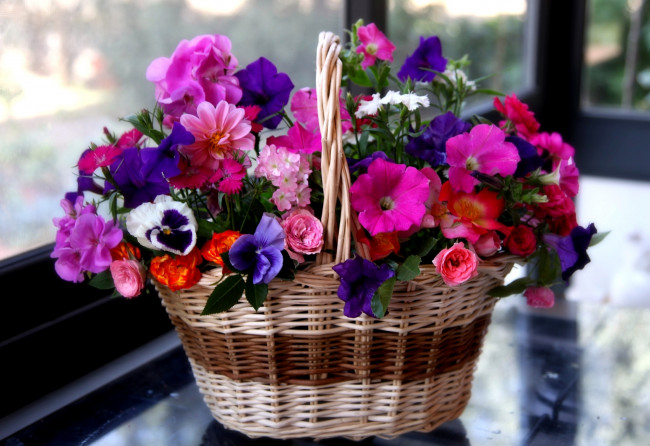 Обои картинки фото цветы, букеты, композиции, виола, петуния, роза, герань