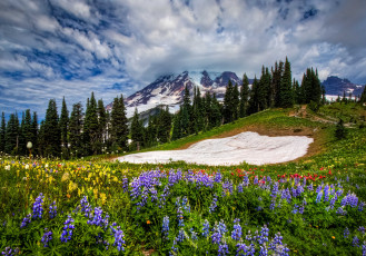 Картинка mount rainier national park природа луга горы цветы деревья облака пейзаж