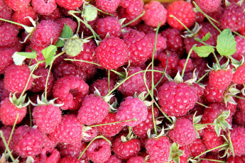 Картинка еда малина дары лета ягоды