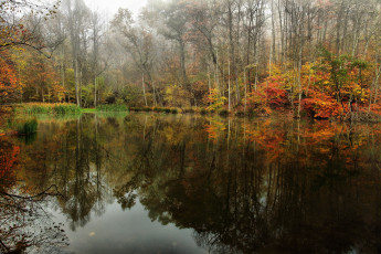 Картинка природа реки озера река лес осень