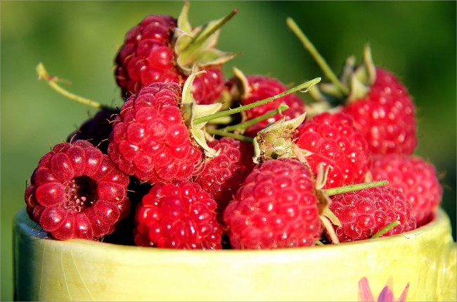 Обои картинки фото еда, малина, ягоды, дары, лета