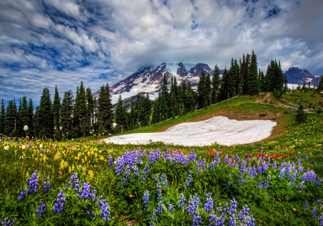 Обои картинки фото mount, rainier, national, park, природа, луга, горы, цветы, деревья, облака, пейзаж