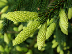 Картинка природа макро ветка