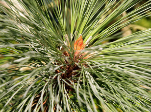 Картинка природа макро иголки сосна