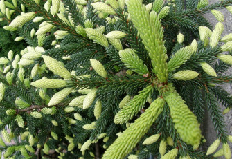 Картинка природа макро ветка