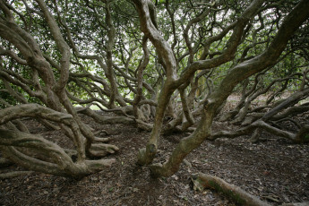 Картинка природа деревья стволы дерево