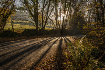 Картинка природа дороги деревья дорога осень