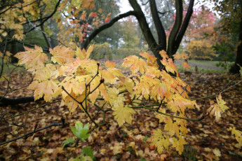 Картинка природа листья осень