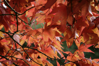 Картинка природа листья осень окрас