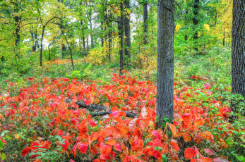 Картинка природа лес осень деревья