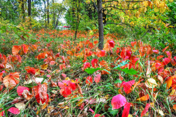 Картинка природа лес осень деревья листва