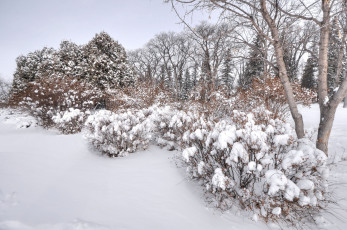 Картинка природа зима деревья снег