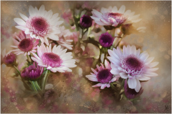 Картинка рисованные цветы герберы