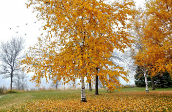 Картинка природа парк деревья листья осень