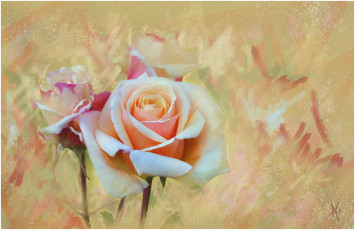 Картинка рисованные цветы розы