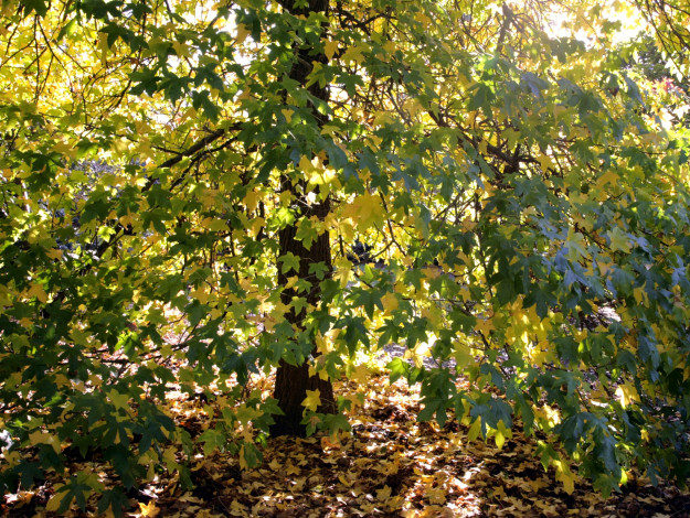 Обои картинки фото природа, деревья, осень, дерево, листья