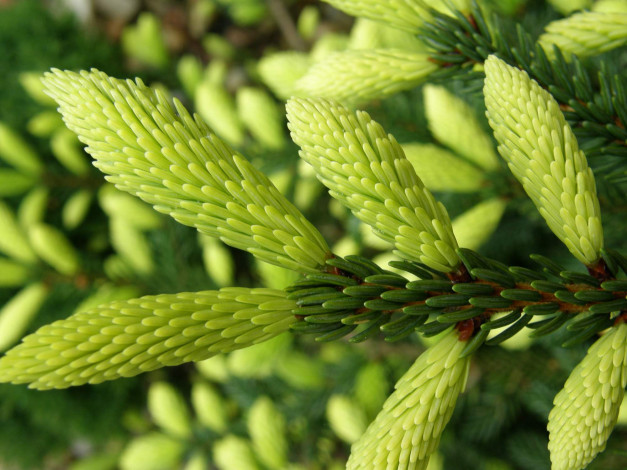 Обои картинки фото природа, макро, ветка