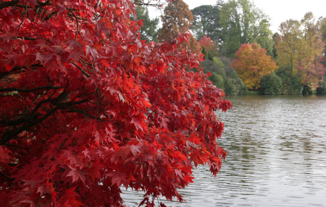 Обои картинки фото природа, реки, озера, куст, озеро, осень