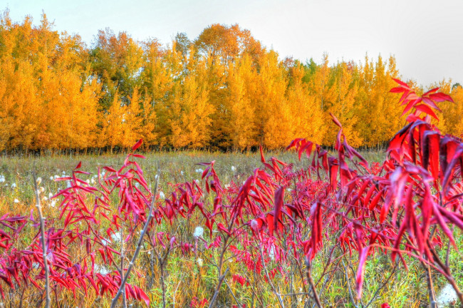 Обои картинки фото природа, лес, осень, деревья, поляна