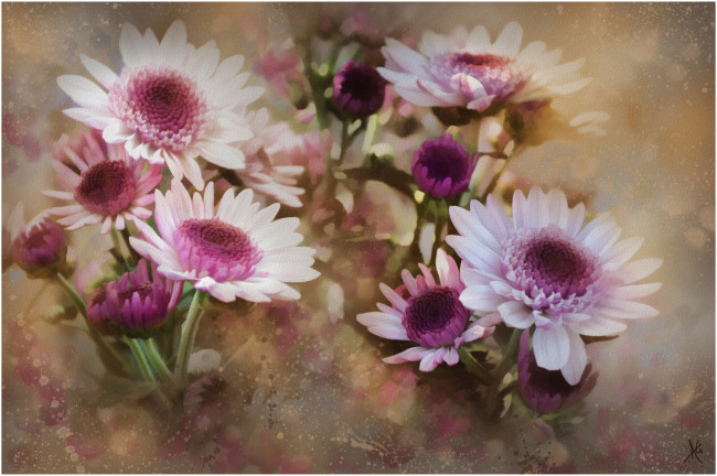 Обои картинки фото рисованные, цветы, герберы