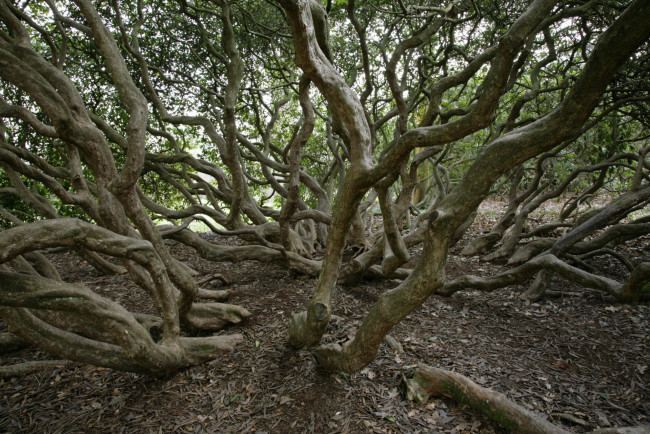 Обои картинки фото природа, деревья, стволы, дерево